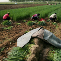 出售章丘本地大葱葱苗