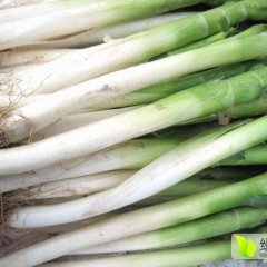 岱岳区范镇种植地膜大葱，历史悠久