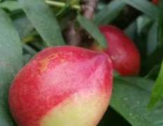 2017大荔油桃现在大量上市了，油桃价格