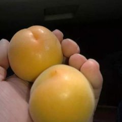 大荔杏子价格适宜,范家秦龙诚信合作