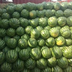 陕西大荔​现在羌白镇大棚西瓜上市