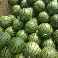 大荔今年地雷瓜个头大，口感好