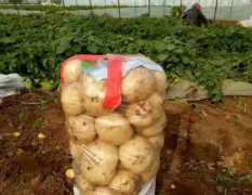 辽宁绥中早大白土豆已经开始上市了