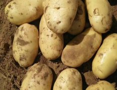 2017平阴荷兰十五二模土豆上市中