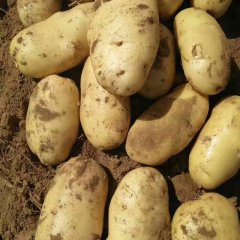 2017平阴荷兰十五二模土豆上市中