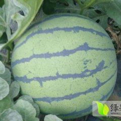 河北保定清苑县万亩大棚西瓜大量上市