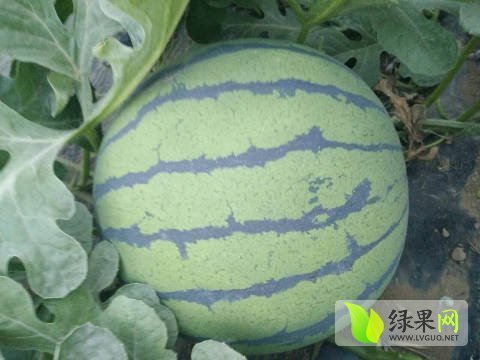 2018年河北清苑甜王系列价格
