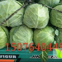 2017辛集甘蓝好产品好菜 价格太便宜