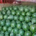 开封西瓜产区，种植面积大