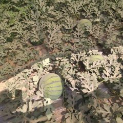 清苑大棚西瓜陆续上市