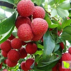 2017玉州荔枝 槐枝鲜食、干制皆宜