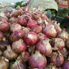 河南省汝州市现大量供应优质红皮洋葱