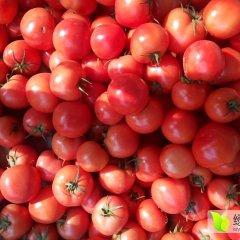 东昌府沙镇每年西红柿大量上，硬粉系列