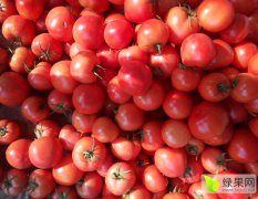 东昌府沙镇每年西红柿大量上，硬粉系列