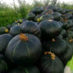 饶阳南瓜（窝瓜，谢花面）面甜畅销全国