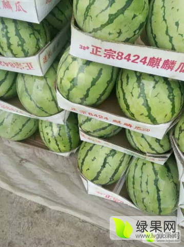 麒麟西瓜价格