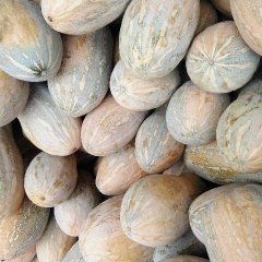 广西西乡塘大量提供密本南瓜