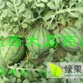 陕西大荔西瓜已经上市 品种有早冠龙 京欣