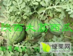 陕西大荔西瓜已经上市 品种有早冠龙 京欣