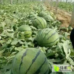 河北省保定市清苑县大棚西瓜以上市