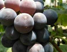 山东青州本人种植10亩地的5号巨峰葡萄