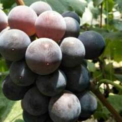 山东青州本人种植10亩地的5号巨峰葡萄