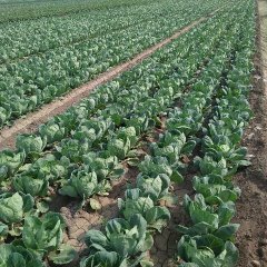 玉田出售中甘21甘蓝，本人自有250000斤