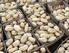 东昌府荷兰十五土豆大量上市量大质优欢迎采购