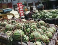 河南夏邑是全国有名的瓜果蔬菜之乡