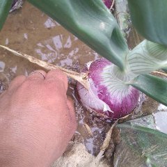 丰县洋葱 黄皮洋葱，色泽鲜艳