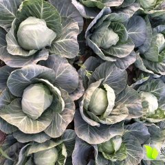 甘蓝大量上市中