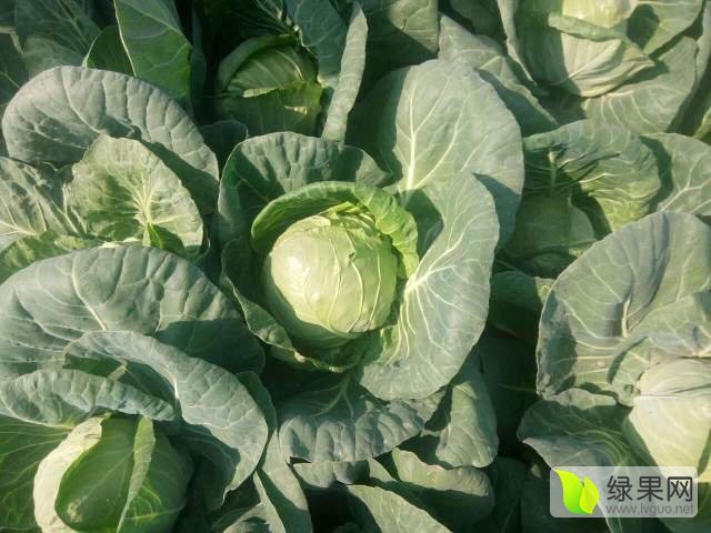 2017年河南通许包菜价格