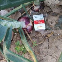 2017郯城红皮洋葱以大量上市，面积很大