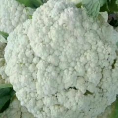 河南博爱有机花菜 本人从事经纪人至今