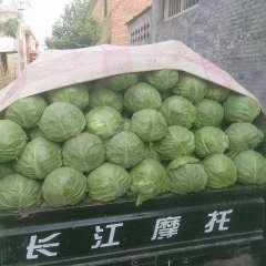 2017博爱甘蓝 有丰富组织货源能力