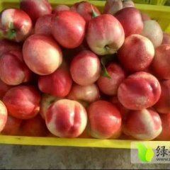 陕西大荔中油12号 常年供应水果。杏子油桃