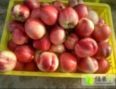 陕西大荔中油12号 常年供应水果。杏子油桃