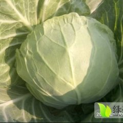 惠民县甘蓝上市中，质量好