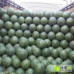 清苑8424西瓜 著名的西瓜种植基地