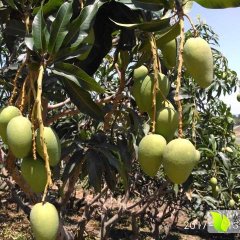 2017广西百色右江区台农一号芒果