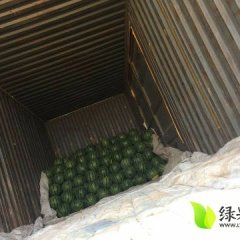 河北保定清苑县西瓜上市了