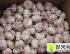 龙亭农场 纯红土地种植紫皮大蒜