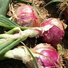 河南通许洋葱大量上市0.25元。