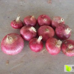 万亩洋葱大量上市，清地低价处理50以上洋葱