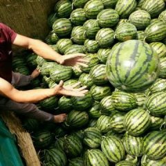 2017蒲城西瓜 蒲城西瓜火热销售中