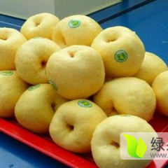 山西20万亩 优质 冷库 贡梨
