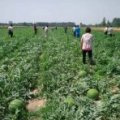 睢阳李口万亩西瓜基地即将上市