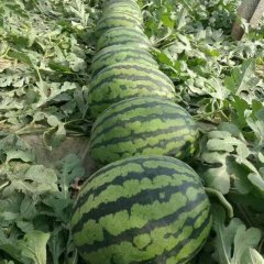 我县以种植西瓜，辣椒为农民生计