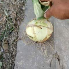 郯城黄皮洋葱和紫皮洋葱和大红洋葱