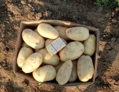 夏邑土豆 士豆品种荷兰十五，质量好